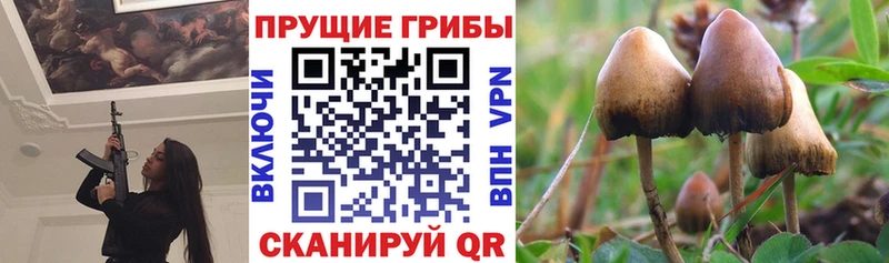 Галлюциногенные грибы Psilocybe Дегтярск